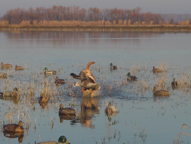 Ducks & Dog in water