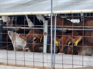Cows used for agricultural waste to energy